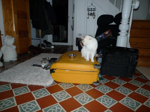 Before I had a chance to put my suitcase away, the cats decided to use it as a dining table :)